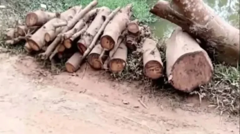 সরকারি রাস্তার গাছ কাটার অভিযোগ জামায়াত নেতার বিরুদ্ধে