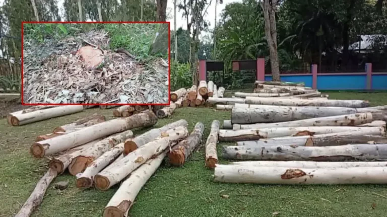 অর্ধশত গাছ কেটে গোপনে বিক্রির অভিযোগ জামায়াত ও আওয়ামী লীগ নেতার বিরুদ্ধে